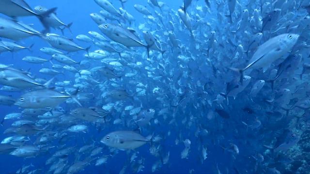 Palau - Philippines | An amazing underwater adventure смотреть онлайн