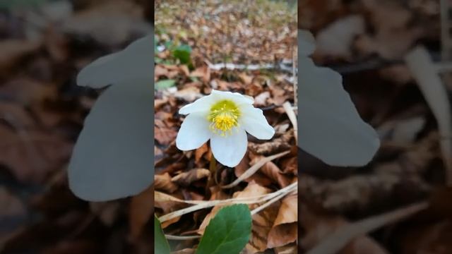 Helleborus niger, Black Hellebore or Christmas roses (in German Schneeroses) #shorts смотреть онлайн