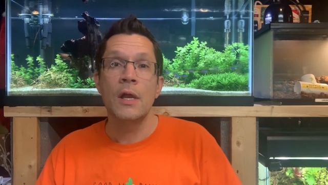 How many fish can I put in my aquarium? смотреть онлайн