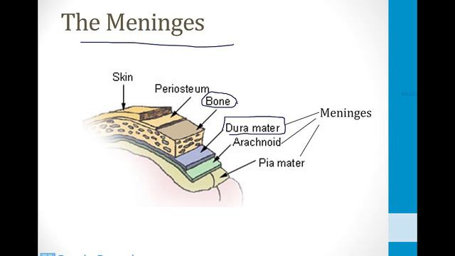 Neurology - 3. Neurovascular Disorders - 4.Intracranial Bleeding Atf