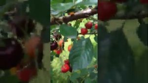 Владимировская вишня