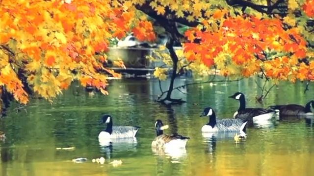 Мотив осенний...??? Музыка для души смотреть онлайн