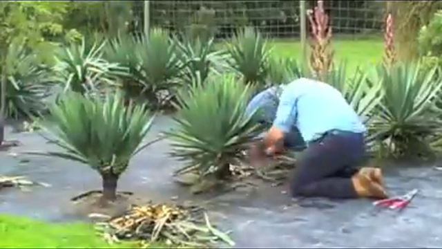 Cleaning up some Yuccas смотреть онлайн