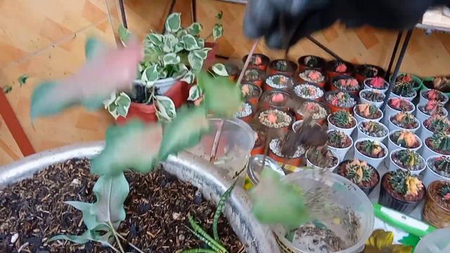 #373 Easy Way to Propagate Your Caladium From Cuttings + Care tips... Succulent Davao смотреть онлайн