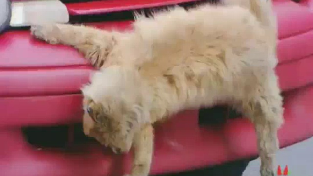 Caméra cachée : Le faux chat mort смотреть онлайн