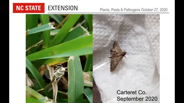 PPP October 2020 | Pest and Plant Disease Issues in NC смотреть онлайн