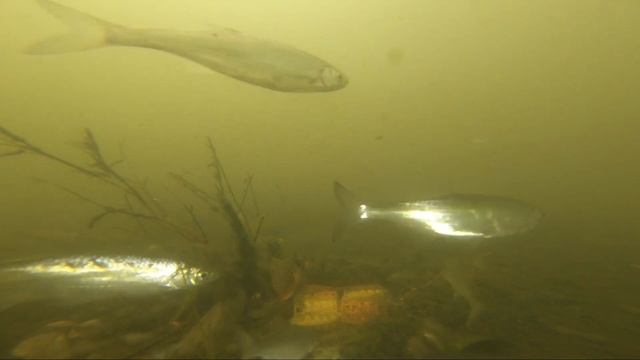 Рыбы Кожуховского затона в Москве. С-З угол у Проспекта Андропова. Fishwatching. Фишвотчинг. смотреть онлайн