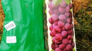 Виноград сверхранний Алиса. #1#