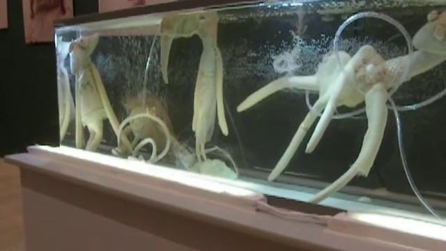 Живопись на Теле