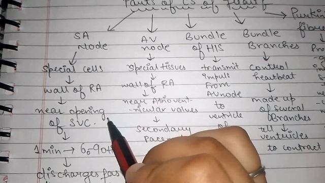 Parts of conducting system of heart pt2 SA&AV node,bundle of HIS,Purkinje fibres@jyotisidhu #doctor смотреть онлайн
