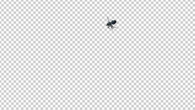 House Fly - Noisy Flying Over Screen - Transparent Loop смотреть онлайн