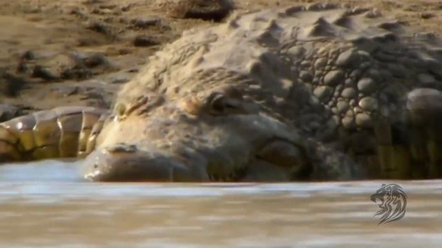 КРОКОДИЛ НАПАЛ НА АНТИЛОПУ смотреть онлайн