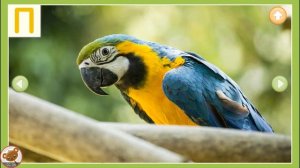 БУКВЫ ДЛЯ МАЛЫШЕЙ Звуки букв Учим алфавит с животными Развивающее видео