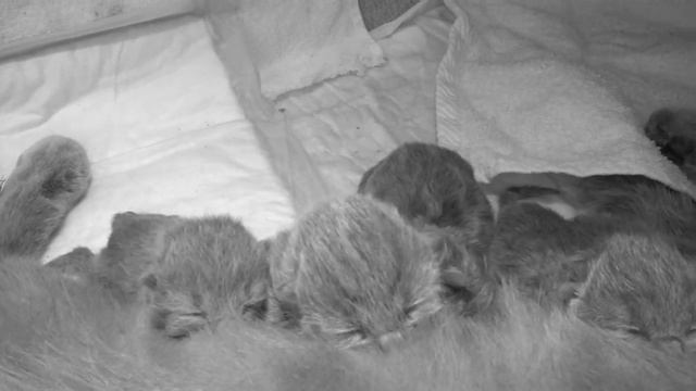 За новорожденными британцами можно следить в режиме онлайн смотреть онлайн