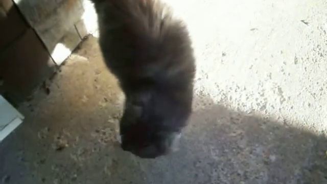 Buddy the cat смотреть онлайн