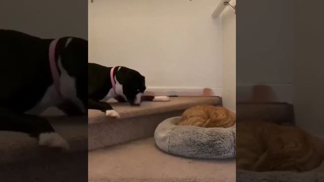 Невозмутим и непоколебим.mp4 смотреть онлайн