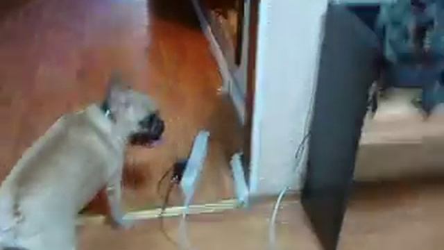 Французские бульдоги смотреть онлайн