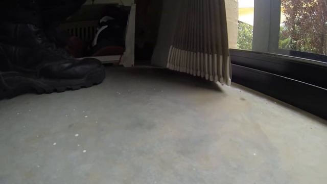 carpet python in banora point смотреть онлайн