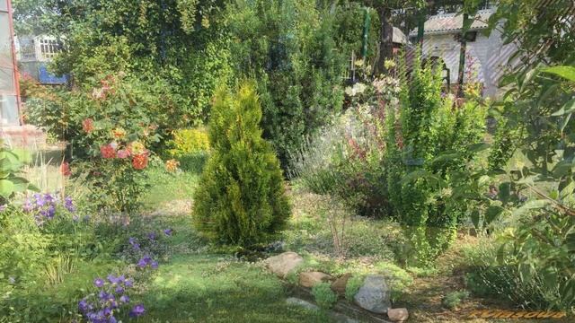 Туя Джанет Голд (Золотая Джанет) 2019. Как растёт красота. смотреть онлайн
