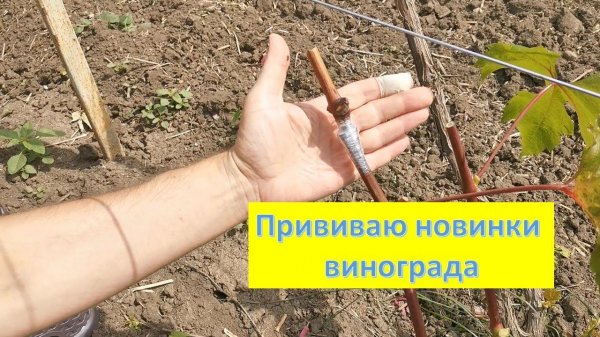 Прививка винограда методом "Черное в Зеленое"