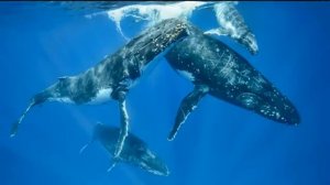 ГОРБАЧ - Поющий кит