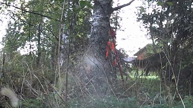 Cutting Trees Down With a STIHL MS400 C-M and a STALPEN Tree Jack смотреть онлайн