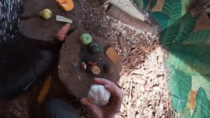 Чем питается дикобраз Дик