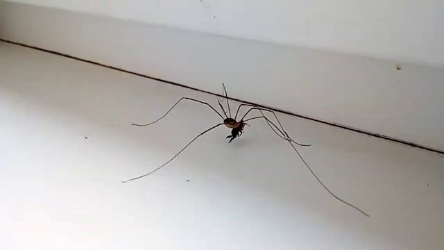 Сенокосцы или косиношка смотреть онлайн