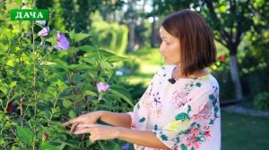 ГИБИСКУС  - как посадить и ухаживать//Виды гибискуса - сирийский,  гибридный, китайская роза