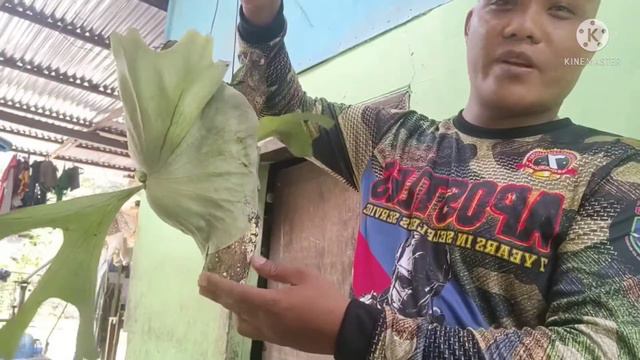 SULIT ba 3K para sa STAGHORN FERN or CAPA DE LEON? смотреть онлайн