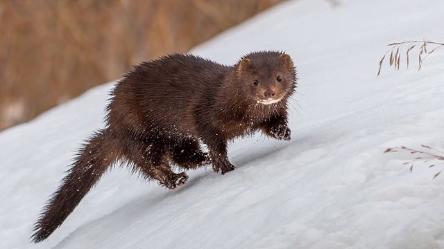 Фотовыставка Клуба фотографов дикой природы г.Нижнекамска. 18.02 - 13.03.2022. Видео с открытия смотреть онлайн