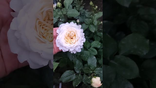 Прогулка по розарию в последний день весны 2023 🌹💥 смотреть онлайн
