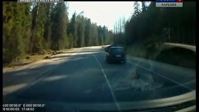 В Карелии живодёр тащил привязанного к машине пса смотреть онлайн