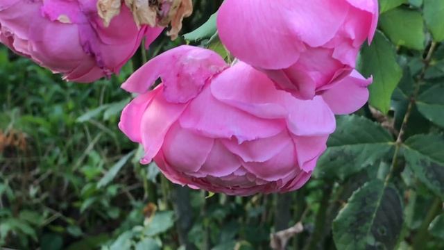 Rosier 'Alan Titchmarsh®' de 'David Austin' les belles roses se turbinent en groupe et s'inclinent. смотреть онлайн