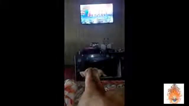 Первый День Победы Питбуля 2017 смотреть онлайн