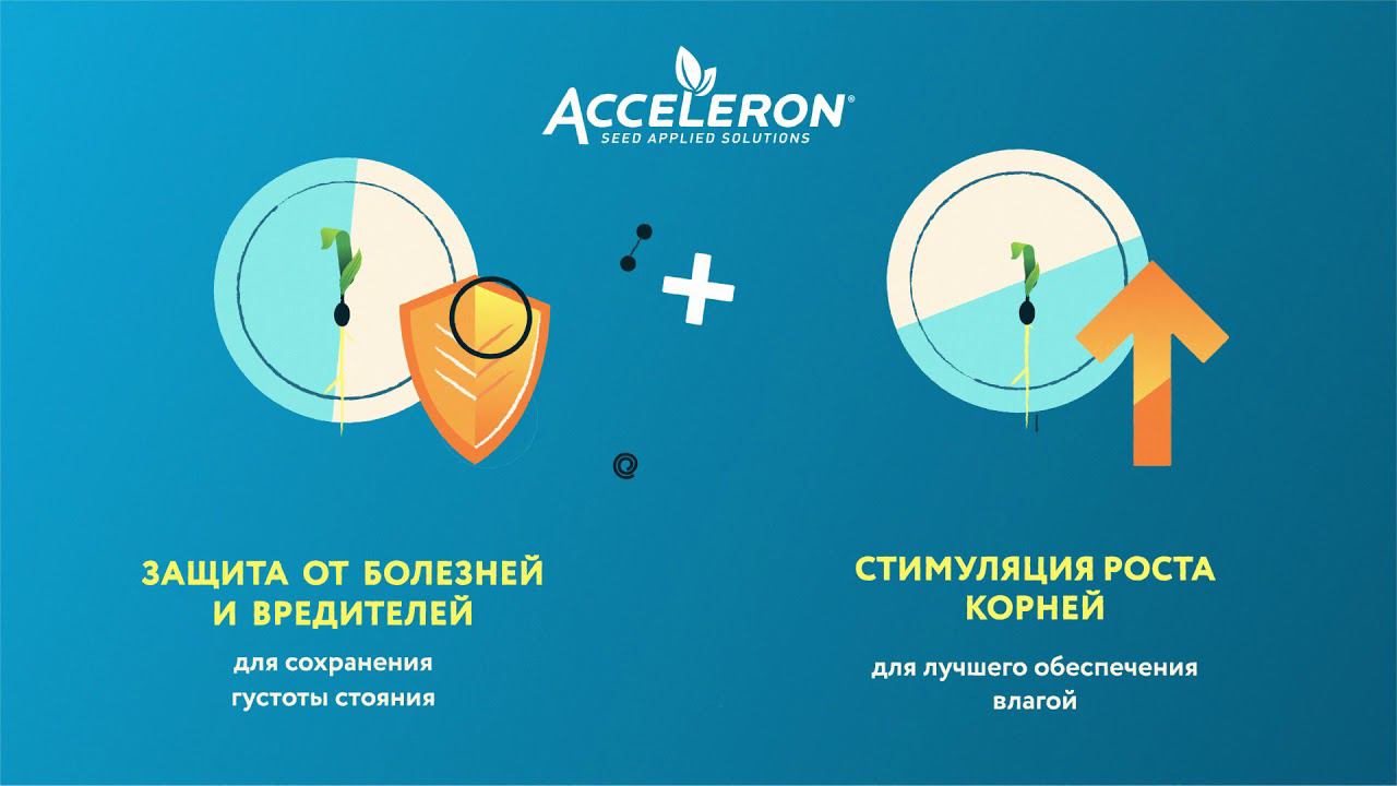 DEKALB_1 approved смотреть онлайн