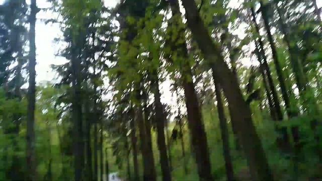 Огромный сосновый лес в Светлогорске, сюда точно стоит приехать или переехать смотреть онлайн