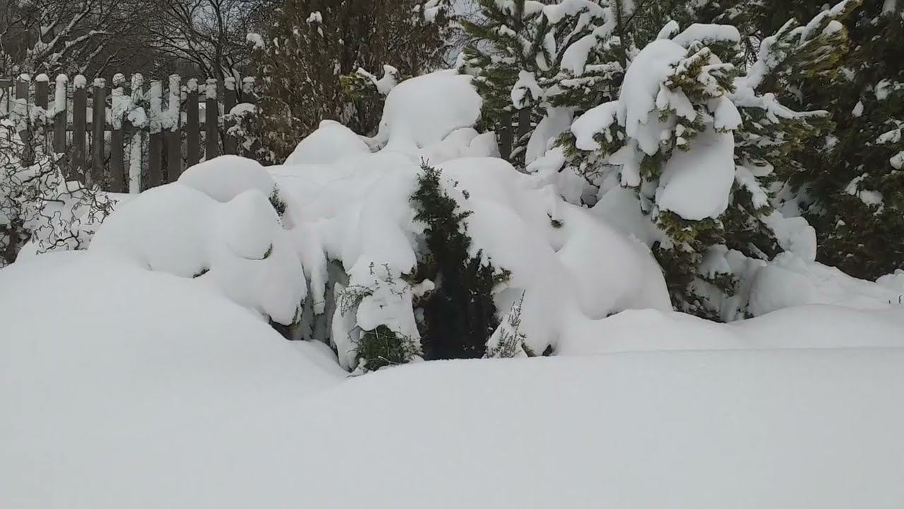 Укрытия роз под снегом. За что себя корю?.. смотреть онлайн