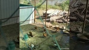 Разведение (Утки Огарь ) в домашних условиях