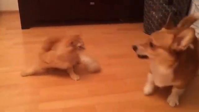 Corgi vs Cat смотреть онлайн