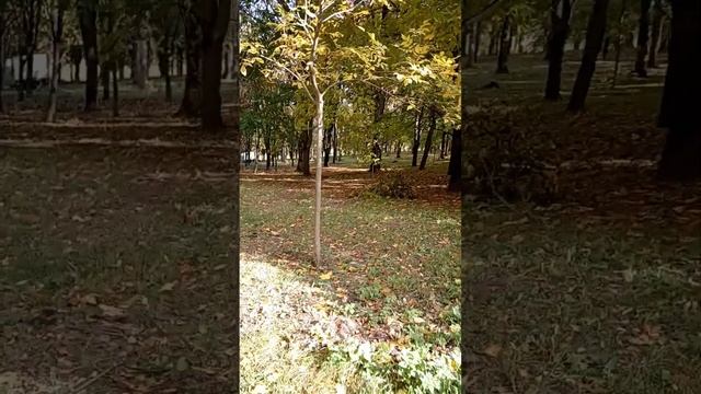 Осенние мысли в Солнечной долине. Часть 1 смотреть онлайн