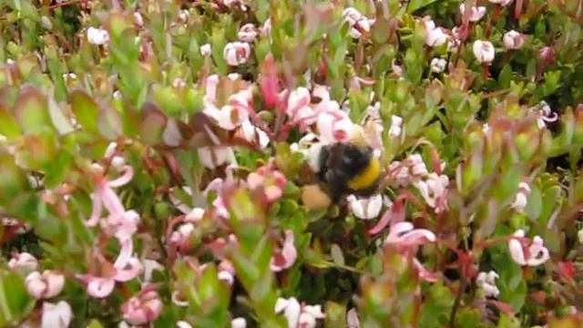 Buzz pollination, Bombus terrestris in Cranberry #1 смотреть онлайн
