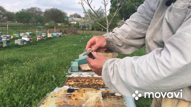 Матководство. (Маточники). Ч. 2. смотреть онлайн