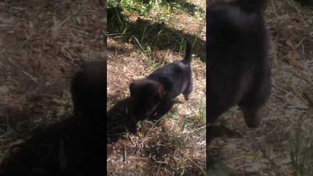 Самый милый щенок,так мило засыпает;-) смотреть онлайн