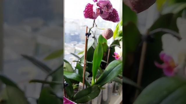 beautiful day ? #myorchids #orchids #plant #flower #orchid #orchidflower #orchidlover смотреть онлайн
