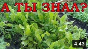 ИЮНЬ-ИЮЛЬ: выращиваем зелень