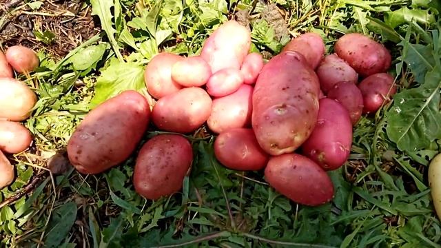 Молодой картофель смотреть онлайн