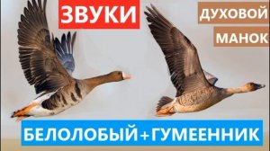 ?ЗВУКИ ДУХОВОГО МАНКА ГУСЯ (БЕЛОЛОБОГО И ГУМЕННИКА)