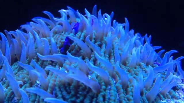 Short tentacle plate coral смотреть онлайн