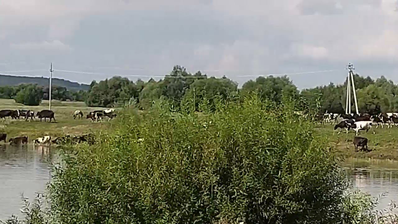 нагуливают местное молочко смотреть онлайн